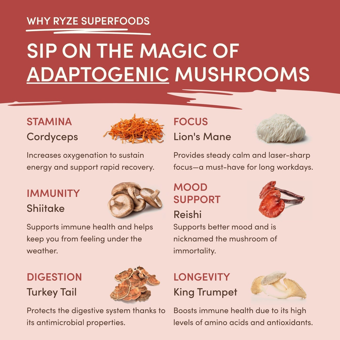 Mushroom Chai Signature A69