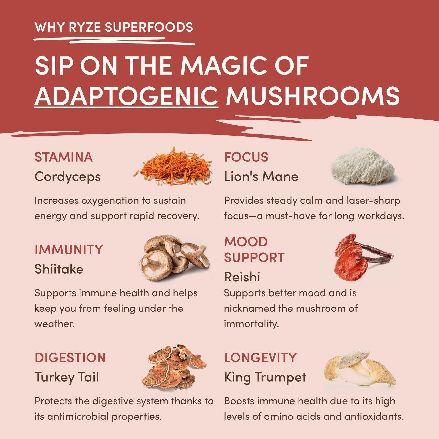 Mushroom Chai Signature A69